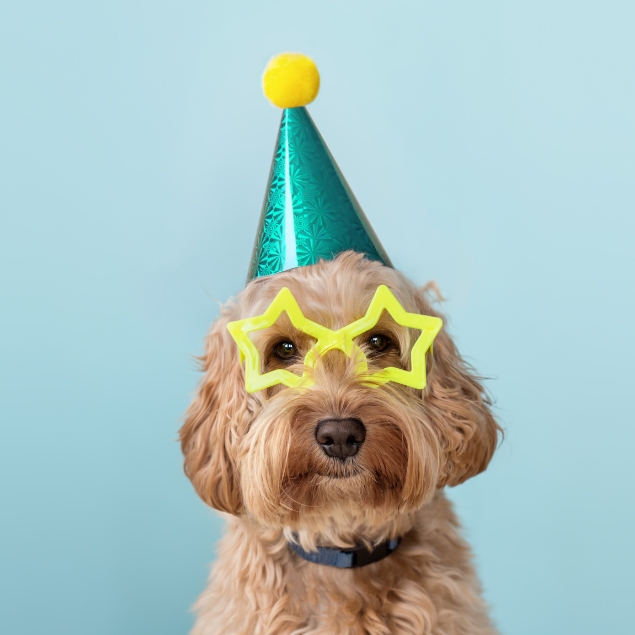 Dog with a party hat and glasses attending a pet-friendly event