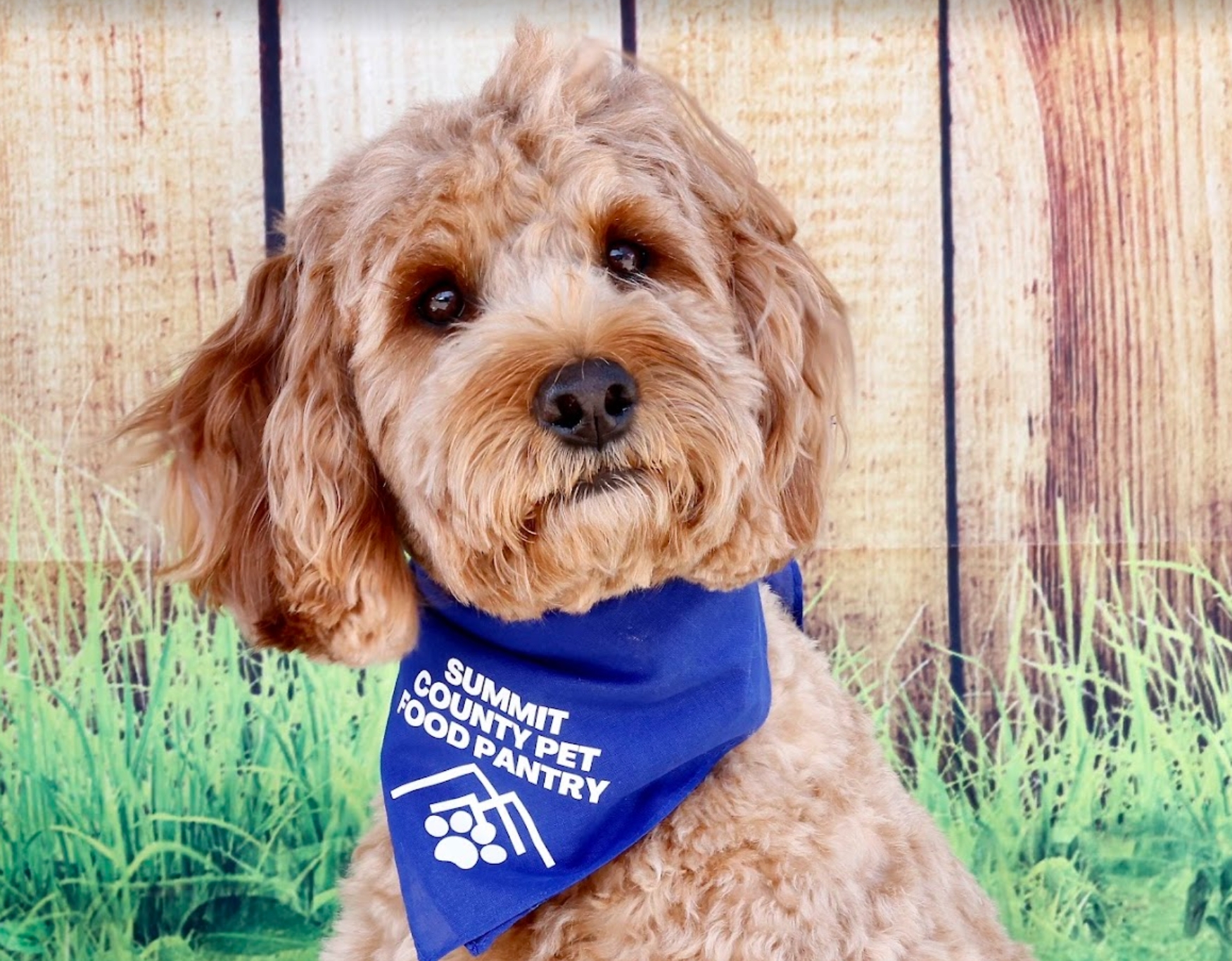 SCPFP mascot, Duffy the dog